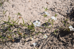 Stylisma pickeringii