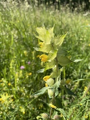 Rhinanthus alectorolophus