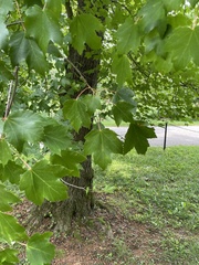 Acer rubrum