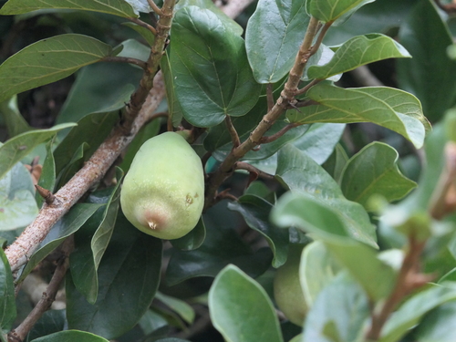 Ficus pumila L.