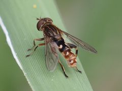 Anasimyia contracta