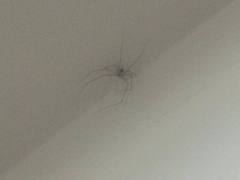 Psilochorus dogmaticus