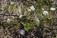 Stylisma pickeringii