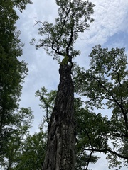 Robinia pseudoacacia