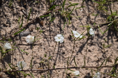 Stylisma pickeringii