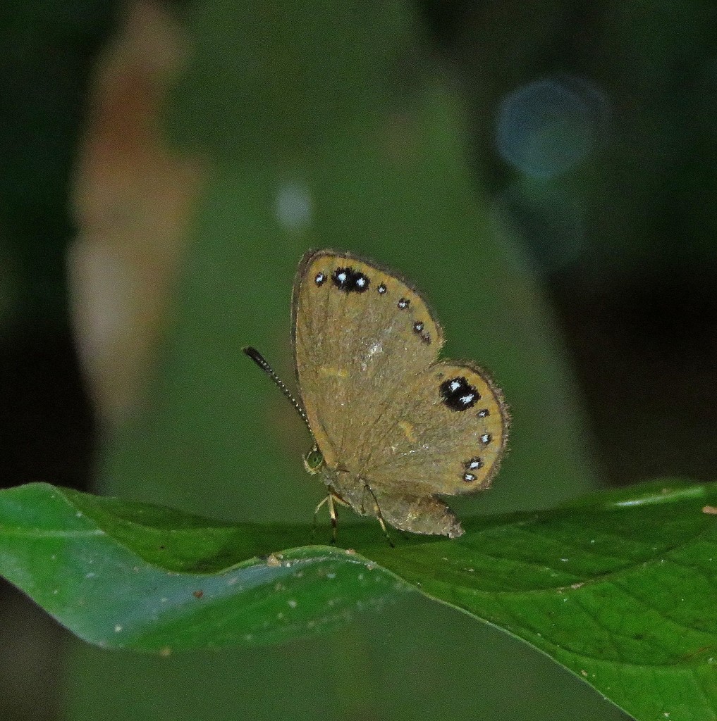 Theope philotes