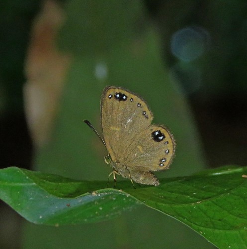Theope philotes