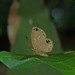 Theope philotes - Photo (c) Sidnei Dantas, some rights reserved (CC BY-NC), uploaded by Sidnei Dantas