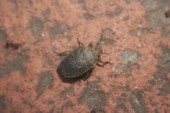 Scotinophara lurida