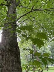 Acer rubrum