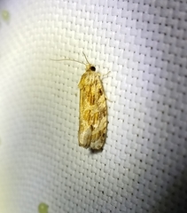 Phaecasiophora confixana