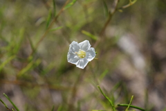 Stylisma pickeringii