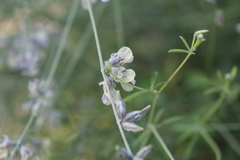 Pediomelum digitatum