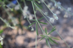 Pediomelum digitatum