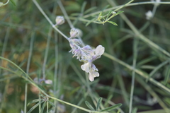 Pediomelum digitatum