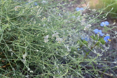 Pediomelum digitatum