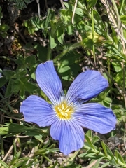Linum alpinum