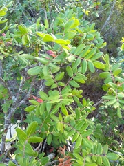 Rhus pachyrrhachis