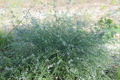 Pediomelum digitatum