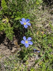 Linum alpinum