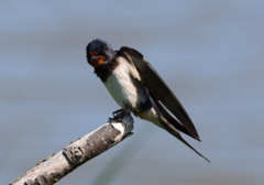 Hirundo rustica