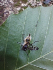 Furia ithacensis