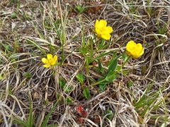 Ranunculus sulphureus