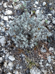 Thymophylla setifolia