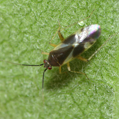 Plagiognathus obscurus