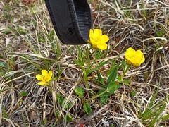 Ranunculus sulphureus