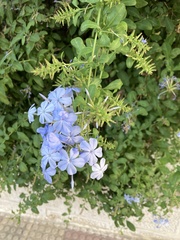 Plumbago auriculata