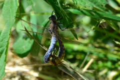 Orthetrum cancellatum