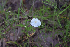 Stylisma pickeringii