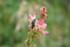 Oedemera nobilis