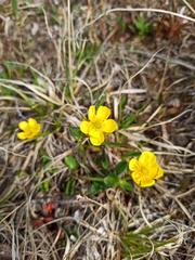 Ranunculus sulphureus