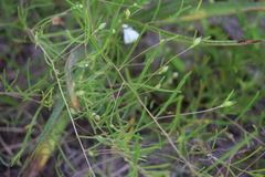 Stylisma pickeringii