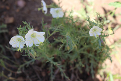 Oenothera coronopifolia