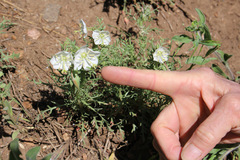 Oenothera coronopifolia