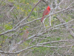 Cardinalis cardinalis