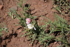 Oenothera coronopifolia