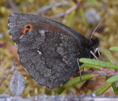 Erebia mancinus