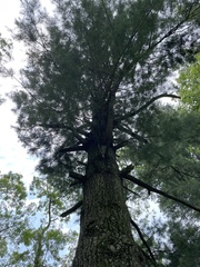 Pinus strobus