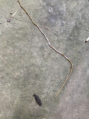 Diversibipalium multilineatum