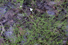 Stylisma pickeringii