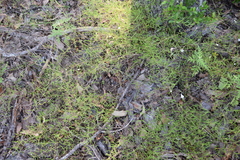 Stylisma pickeringii