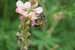 Apis mellifera