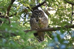 Strix occidentalis caurina