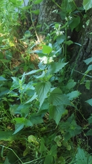 Lamium album