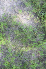 Stylisma pickeringii