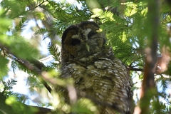 Strix occidentalis caurina